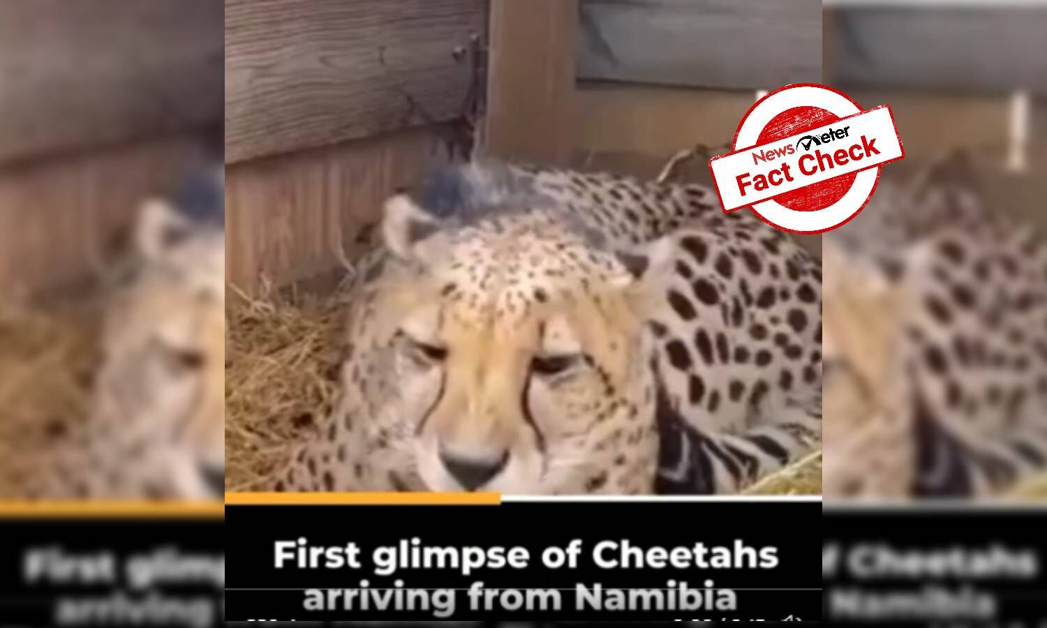 Is This The First Look Video Of Cheetahs Brought From Namibia To India