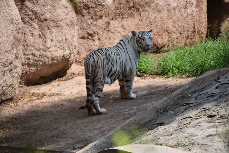 RIP Vinay: White tiger dies in Hyderabad  zoo