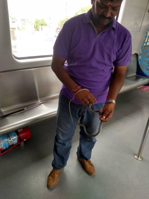 Snake rescued from Metro driver’s cabin