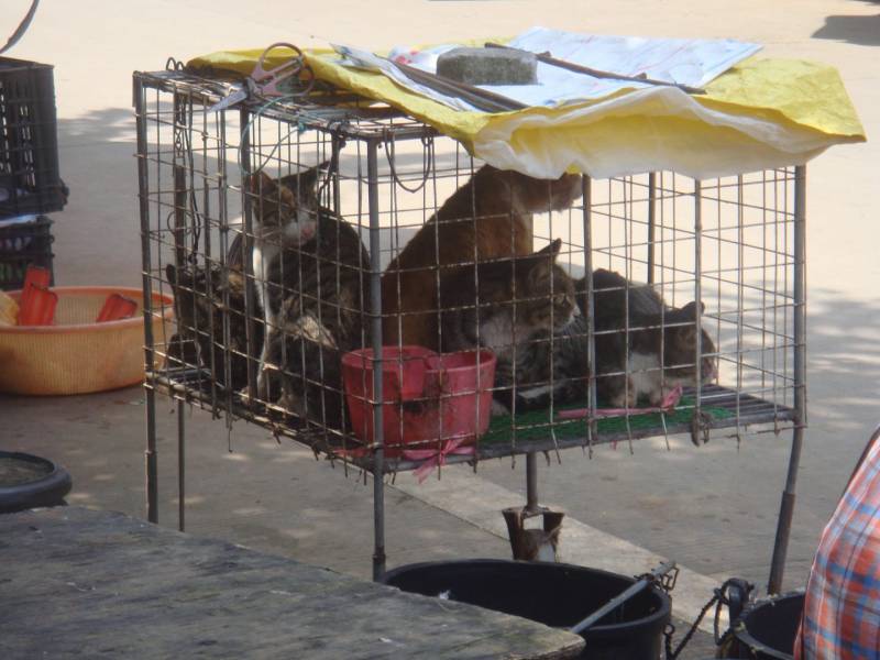 Six member gang arrested in Vizag for killing cats and selling meat Six member gang arrested in Vizag for killing cats and selling meat