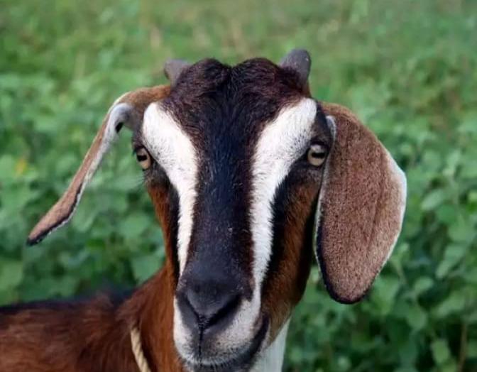Owner Fined Rs 500 after goat eats Haritha haram plants