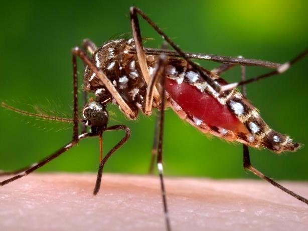 Dengue deaths highest in Maharashtra, Tamil Nadu: National Health Profile report