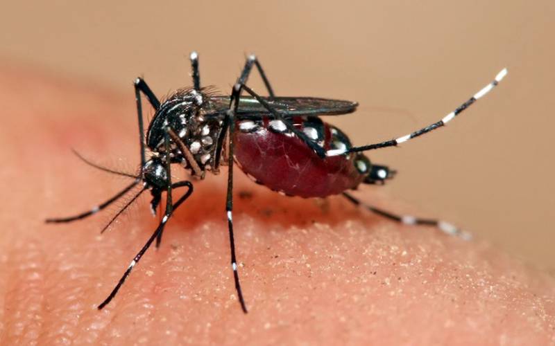 No one died of dengue, says TS Health Minister; Activists demand health emergency