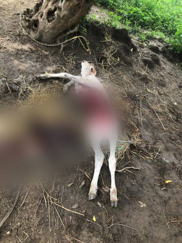 43rd leopard attack in Telangana, this time near TCS Adibatla
