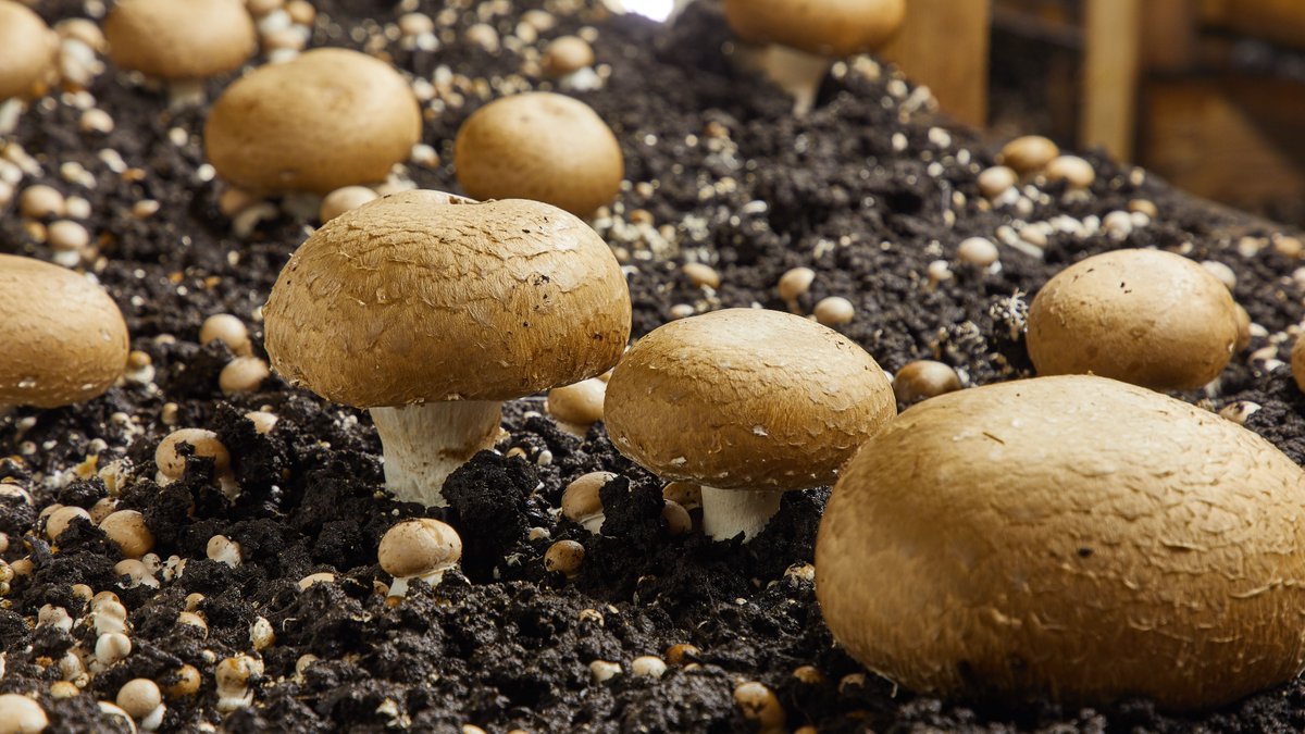 Share over mushrooms leads to murder in Srikakulam Share over mushrooms leads to murder in Srikakulam