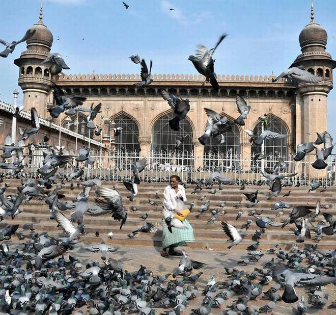 Feeding pigeons in Hyderabad: Nuisance to some, passion to many