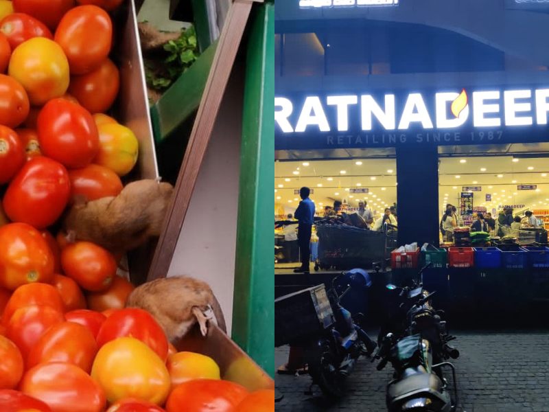 Rats found feeding on tomatoes in Ratnadeep market