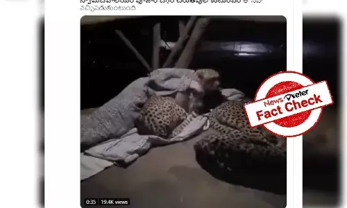 Fact check: Video of leopards cuddling beside a man is from South Africa, not Pipaleshvar Mandir