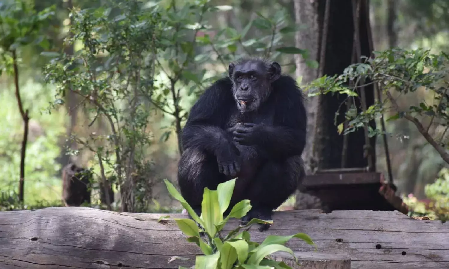 Suzi the chimpanzee dies at 34 in Nehru Zoo Park