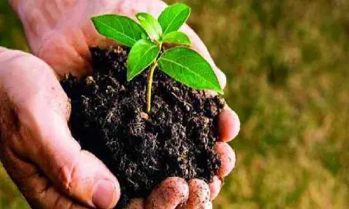 Haritha Haram: Over 83 % target achieved, 208L trees planted till Nov 10