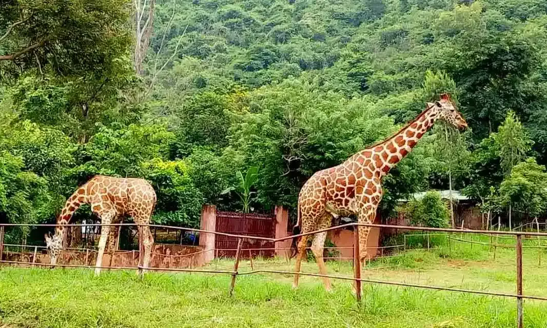 After lockdown, Indira Gandhi Zoological Park to reopen at Vizag on Tuesday