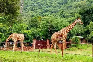 After lockdown, Indira Gandhi Zoological Park to reopen at Vizag on Tuesday After lockdown, Indira Gandhi Zoological Park to reopen at Vizag on Tuesday
