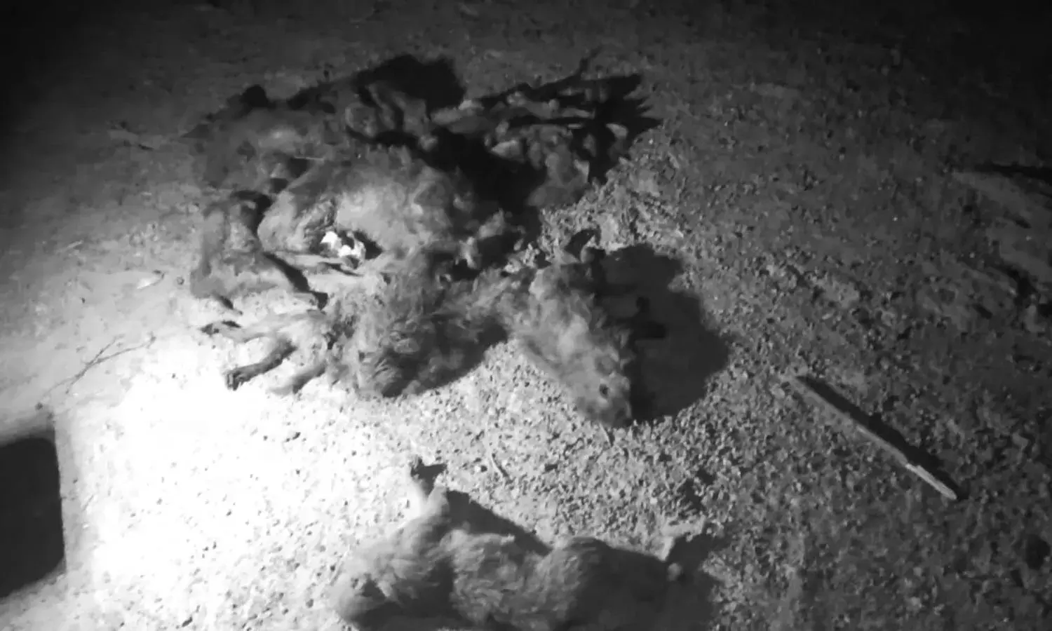 30 monkeys poisoned to death in Mahabubabad