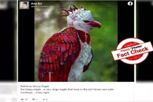 Fact check: Bird in viral picture is not `Rainbow Harpy Eagle, but digital art by Sergio Ramirez Fact check: Bird in viral picture is not `Rainbow Harpy Eagle, but digital art by Sergio Ramirez