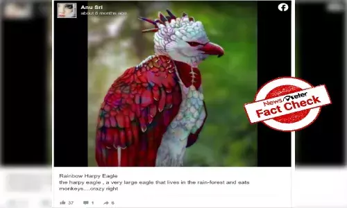 Fact check: Bird in viral picture is not `Rainbow Harpy Eagle, but digital art by Sergio Ramirez