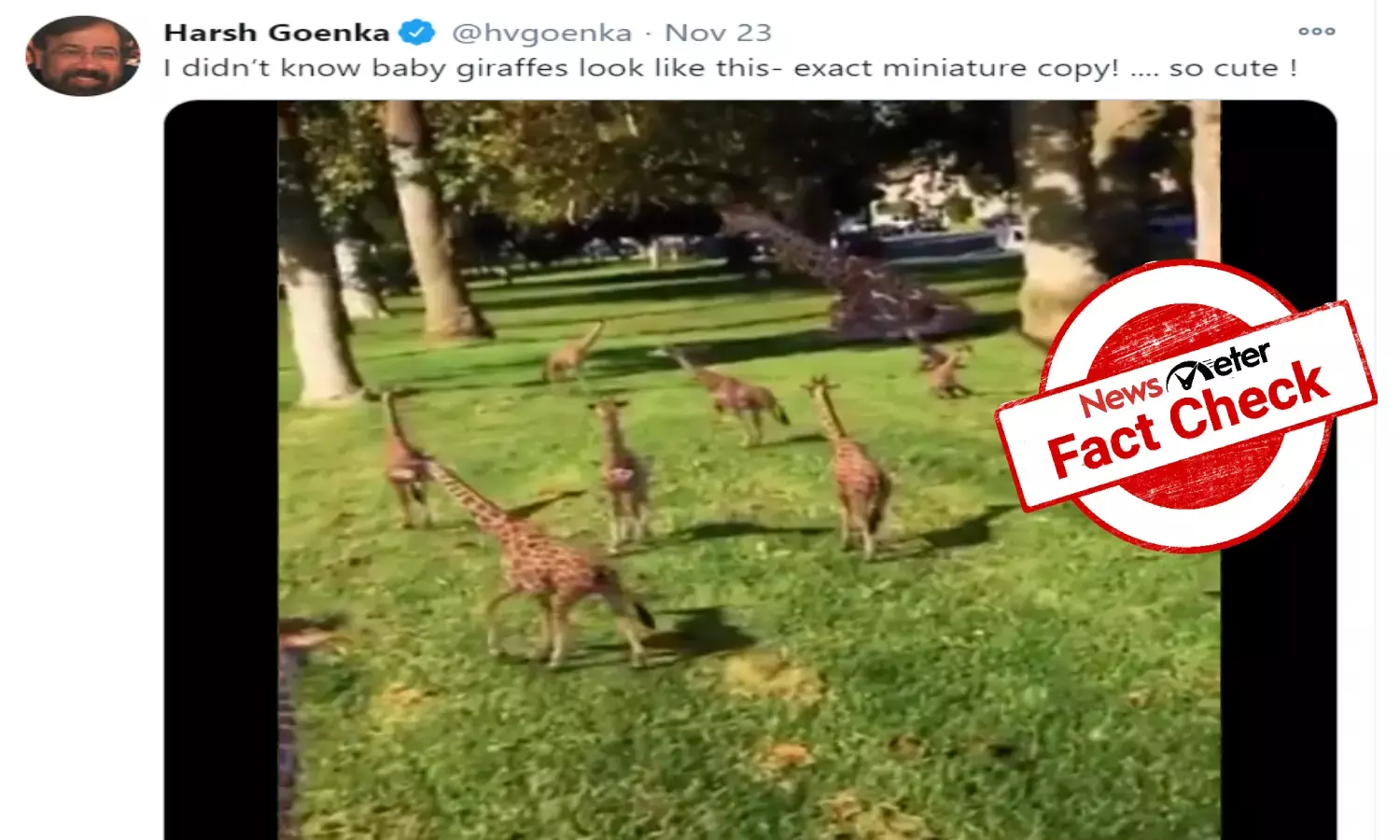 Fact check: Baby giraffes in viral video are not real, but 3D animation