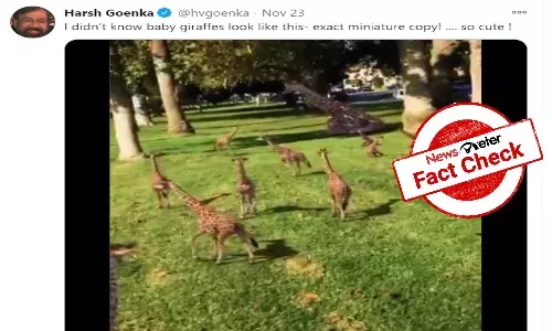 Fact check: Baby giraffes in viral video are not real, but 3D animation