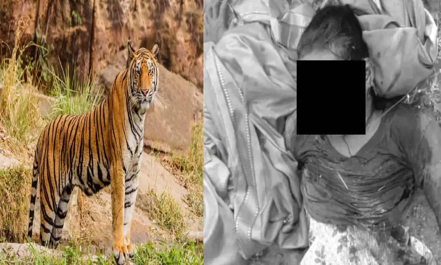 Human-animal conflict: Tiger kills teenage girl at Kumram Bheem forests