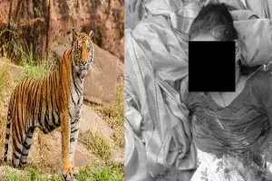 Human-animal conflict: Tiger kills teenage girl at Kumram Bheem forests Human-animal conflict: Tiger kills teenage girl at Kumram Bheem forests