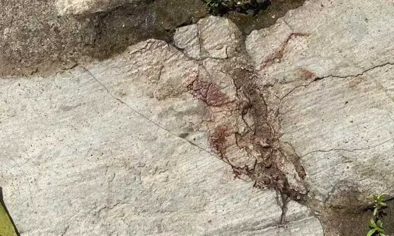 Stray dog beaten up, killed in Secunderabads AWHO colony