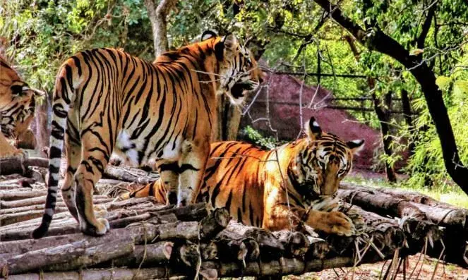 Nehru Zoological Park becomes first zoo to get  ISO 9001:2015 certification