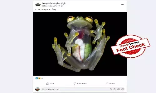 Fact check: Viral image of transparent frog, also known as Glass Frog, is True