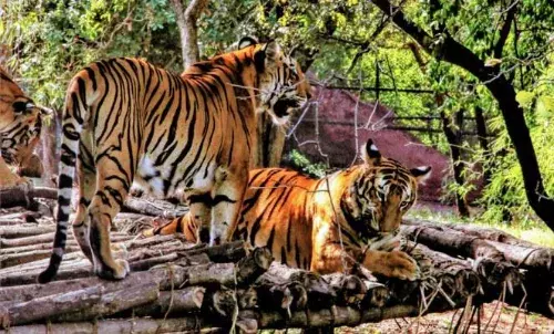Nehru Zoological Park becomes first zoo to get  ISO 9001:2015 certification