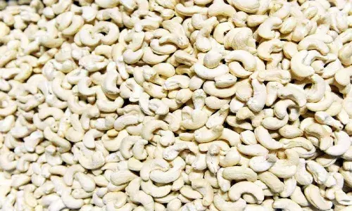 Famous Palasa cashew loses its sheen in Andhra Pradesh