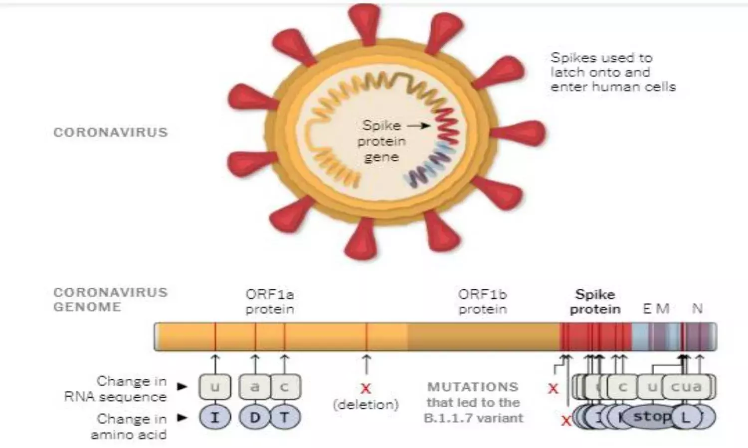 New COVID strain: Im OK, youre OK but the UK is not OK