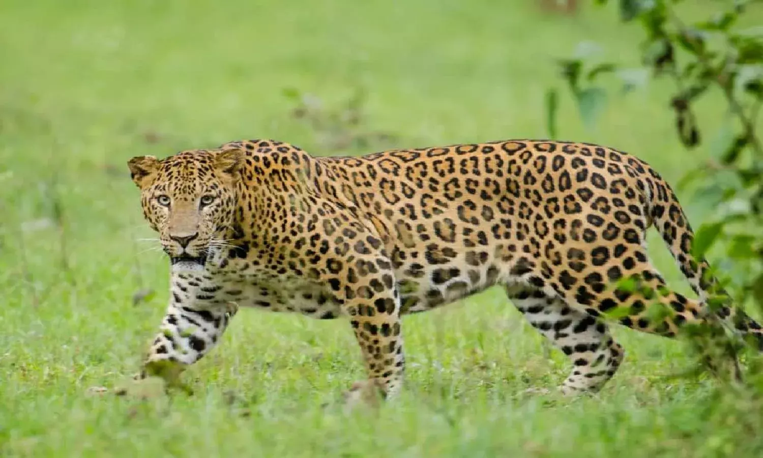 Telangana home to 334 leopards, AP prides itself on housing 492 big cats