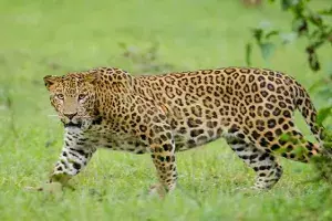 Telangana home to 334 leopards, AP prides itself on housing 492 big cats Telangana home to 334 leopards, AP prides itself on housing 492 big cats