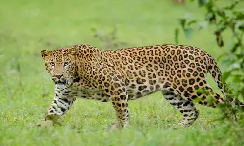 Telangana home to 334 leopards, AP prides itself on housing 492 big cats