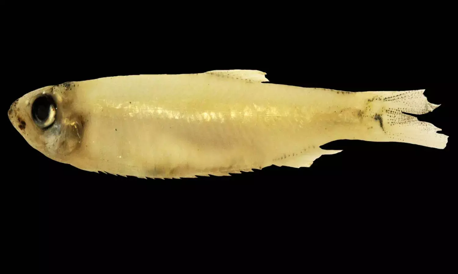 Gangetic fish in Telangana - A rare finding