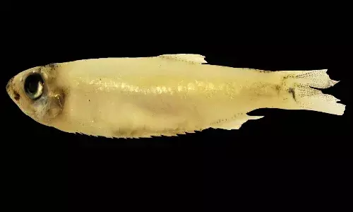 Gangetic fish in Telangana - A rare finding