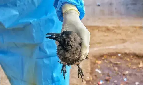 Bird flu: All you need to know about infection, precautions and culling