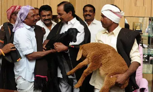 Resume sheep distribution among Golla Kuruma community: KCR