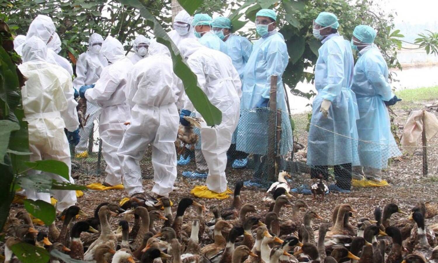 Avian Influenza Seven states confirm the disease, centre ask zoos to