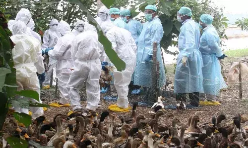 Avian Influenza: Seven states confirm the disease, centre ask zoos to submit daily report