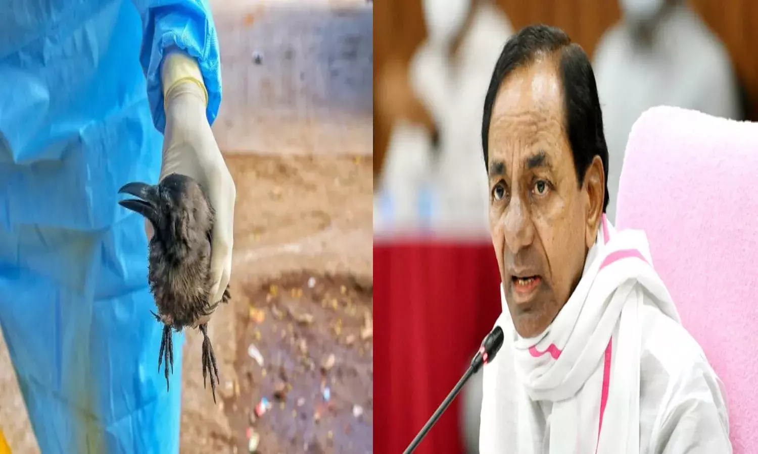 No bird flu in Telangana: KCR