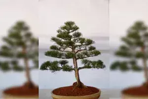 Rare Bonsai plant stolen from Ex-DG Appa Raos house in Jubilee Hills, cops begin hunt Rare Bonsai plant stolen from Ex-DG Appa Raos house in Jubilee Hills, cops begin hunt