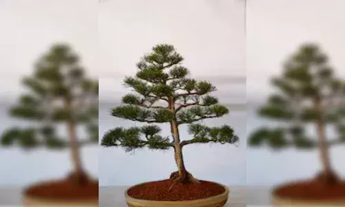 Rare Bonsai plant stolen from Ex-DG Appa Raos house in Jubilee Hills, cops begin hunt
