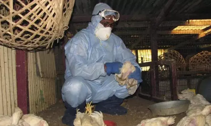 Around 2000 chicken found dead in Nizamabad, officials deny bird flu