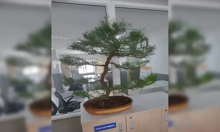 Man who stole rare Bonsai plant from ex-DGPs Jubilee Hills residence arrested