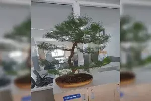 Man who stole rare Bonsai plant from ex-DGPs Jubilee Hills residence arrested Man who stole rare Bonsai plant from ex-DGPs Jubilee Hills residence arrested