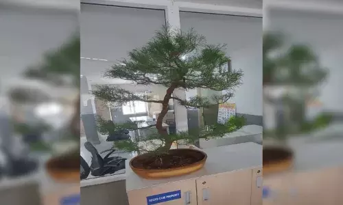 Man who stole rare Bonsai plant from ex-DGPs Jubilee Hills residence arrested
