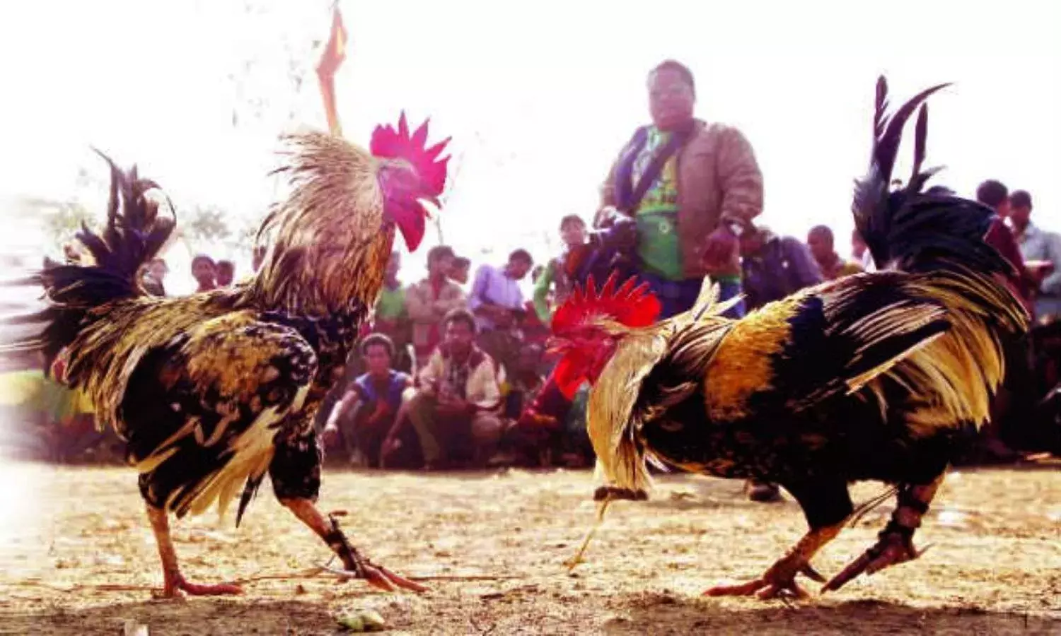 Defying ban, bettors wager Rs 1,000 crore on bloodied cockfights in Andhra Pradesh