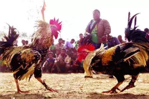 Defying ban, bettors wager Rs 1,000 crore on bloodied cockfights in Andhra Pradesh Defying ban, bettors wager Rs 1,000 crore on bloodied cockfights in Andhra Pradesh