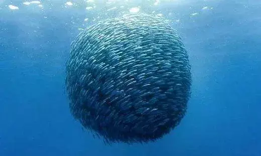 Scientists find clue to anomalous behaviour of self-propelled fluctuations like fish schools, flocking birds