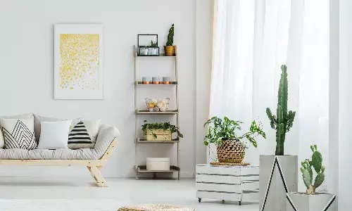 best indoor plants for home