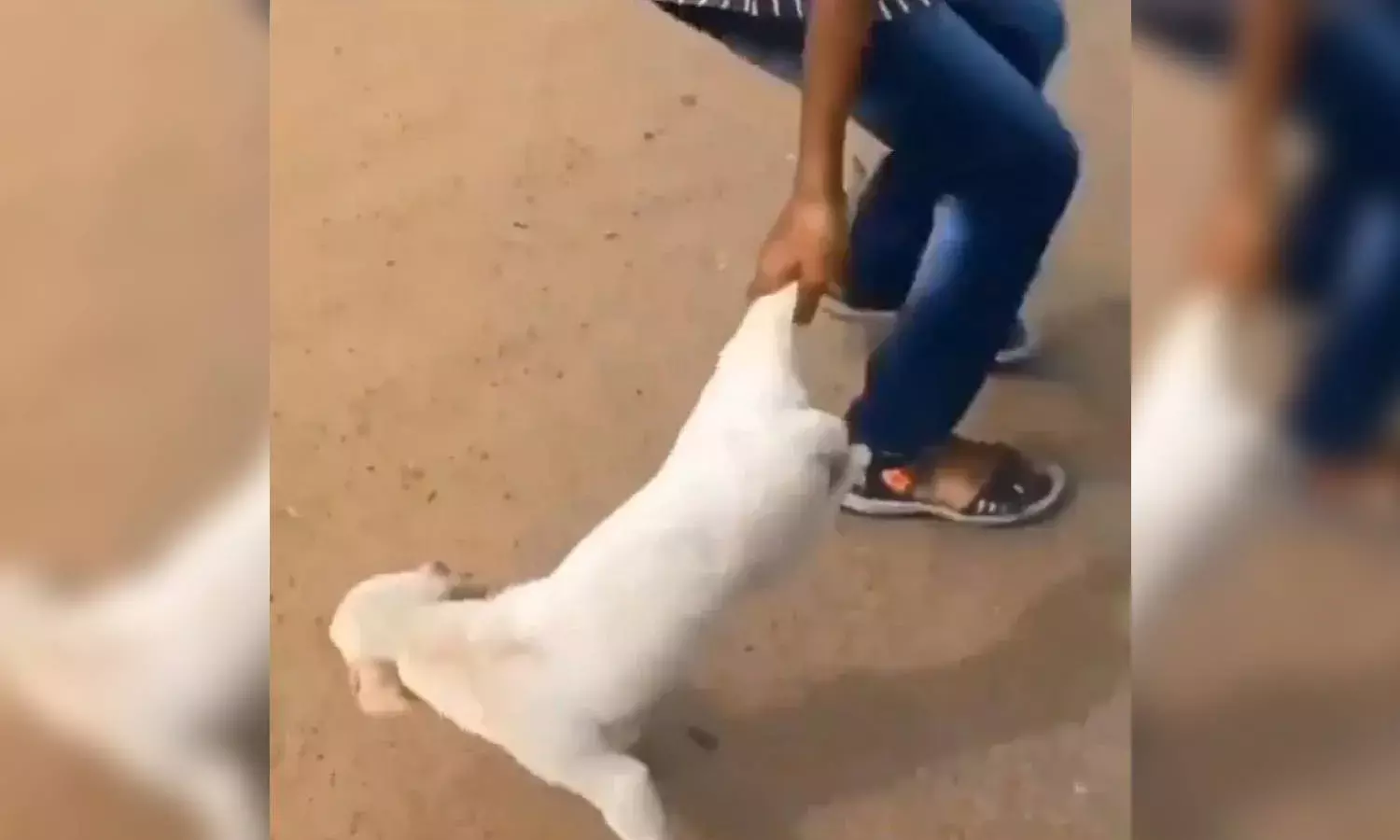 AP Cops books Zoosadists for harming puppy